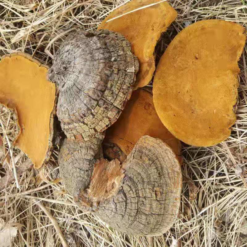 桑黄野生长白山桑黄正品特级桑树桑黄土特产品桦褐孔菌桦树茸批发