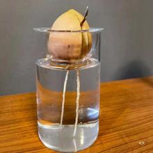 日式牛油果水培瓶牛油果种子种植瓶果核玻璃器皿创意养殖透明容器