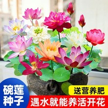 【7天发芽】碗莲种四季开花水培水养绿植物睡莲荷花无土盆栽花卉