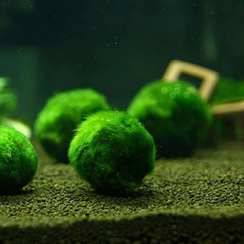 小球藻绿藻球小鱼缸水族箱造景装饰真水植物海藻球懒人水藻