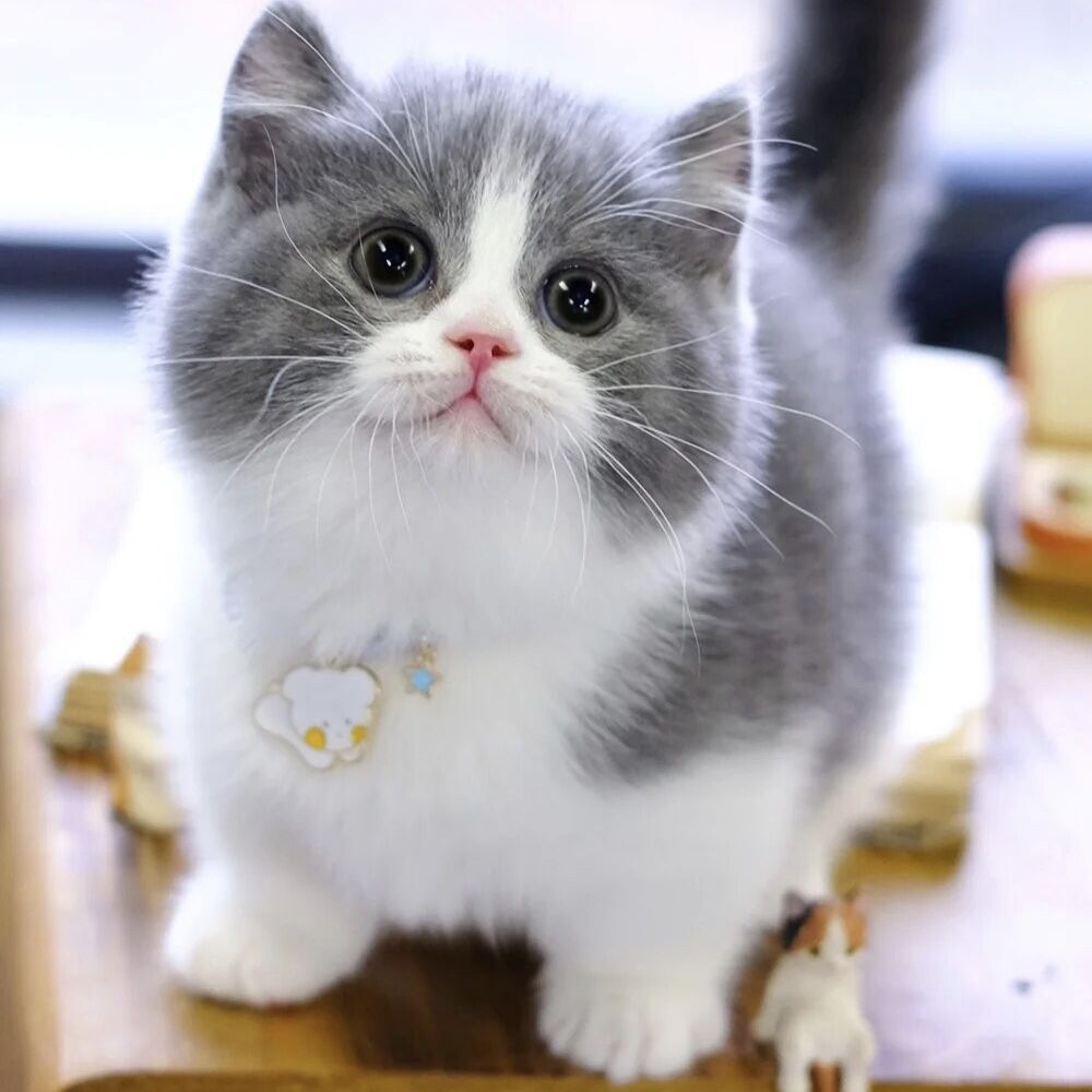 加菲猫活体宠物猫-加菲猫活体宠物猫厂家,品牌,图片,热帖-阿里巴巴