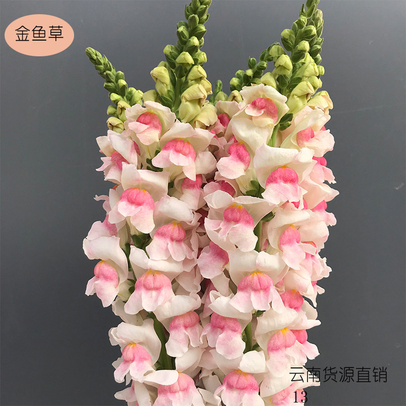 金鱼草花店鲜切花批发云南基地货源一件代发