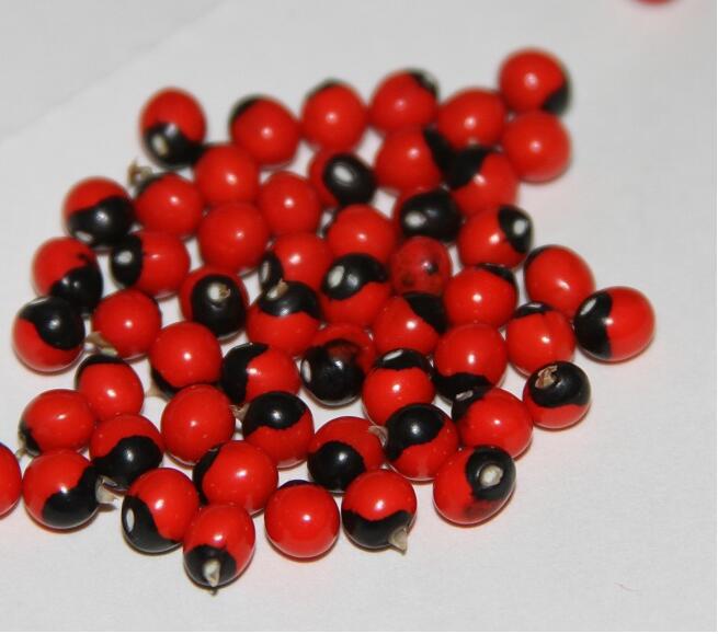 鸡母珠树种子相思子非洲鸡珠母珠藤珊瑚珠祈祷豆有毒不可食用种子