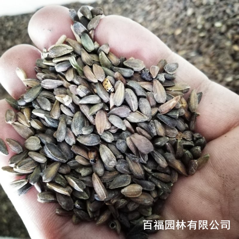 矮生香蕉树种子迷你香蕉种子100pcs稀有迷你水果异国家园花园植物