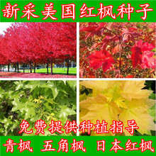 新采美国红枫种子秋火焰种子日本红枫树种子黄金枫种籽青枫树种子