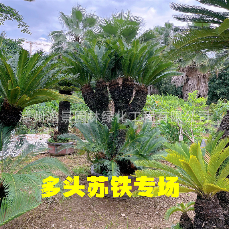 多头苏铁棕榈树多头铁树种植栽培基地造景行道绿化树首选-阿里巴巴