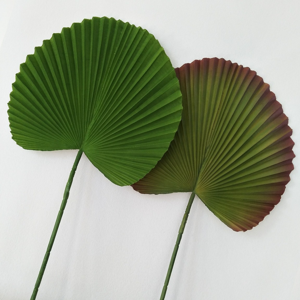 仿真植物叶材软胶蒲扇大叶棕树叶酒店样板间婚庆直播间景观装饰叶