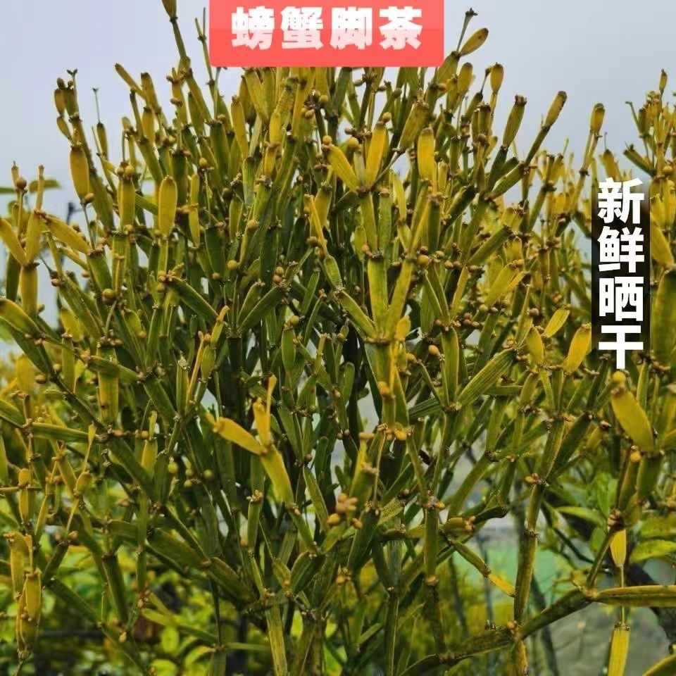 螃蟹脚云南普洱古树寄生扁枝槲寄生自然晾晒手工切原