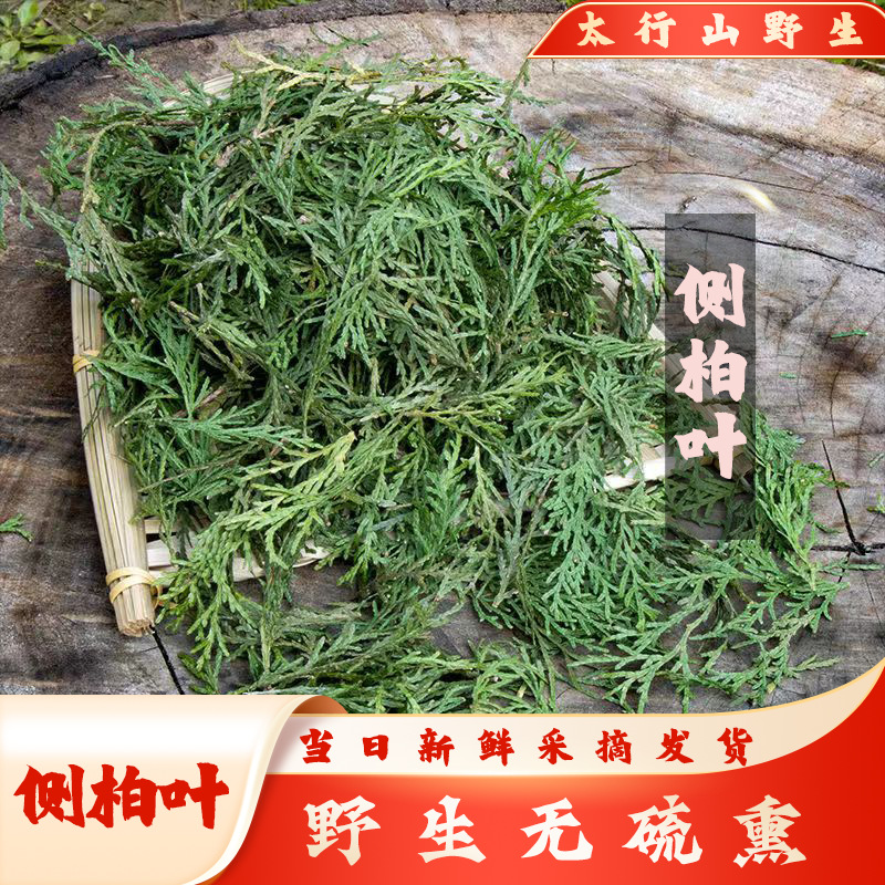 太行山野生侧柏叶中药材洗发护发泡酒-阿里巴巴