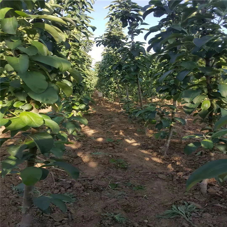 苹果苗 山东基地批发 柱状苹果树 一根棍矮化柱状苹果树苗