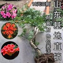 耐寒凌霄花苗爬藤植物四季开花好养绿植盆栽庭院阳台炮仗花特大苗