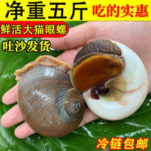猫眼螺鲜活特大新鲜翡翠螺海螺香螺玉螺海鲜水产一件代发