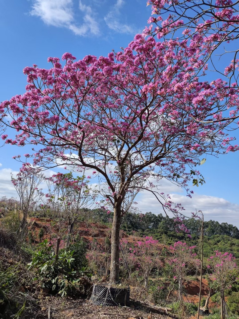 紫花风铃木 多花枫铃木 绿化庭院景观苗木 广东风铃木基地直销