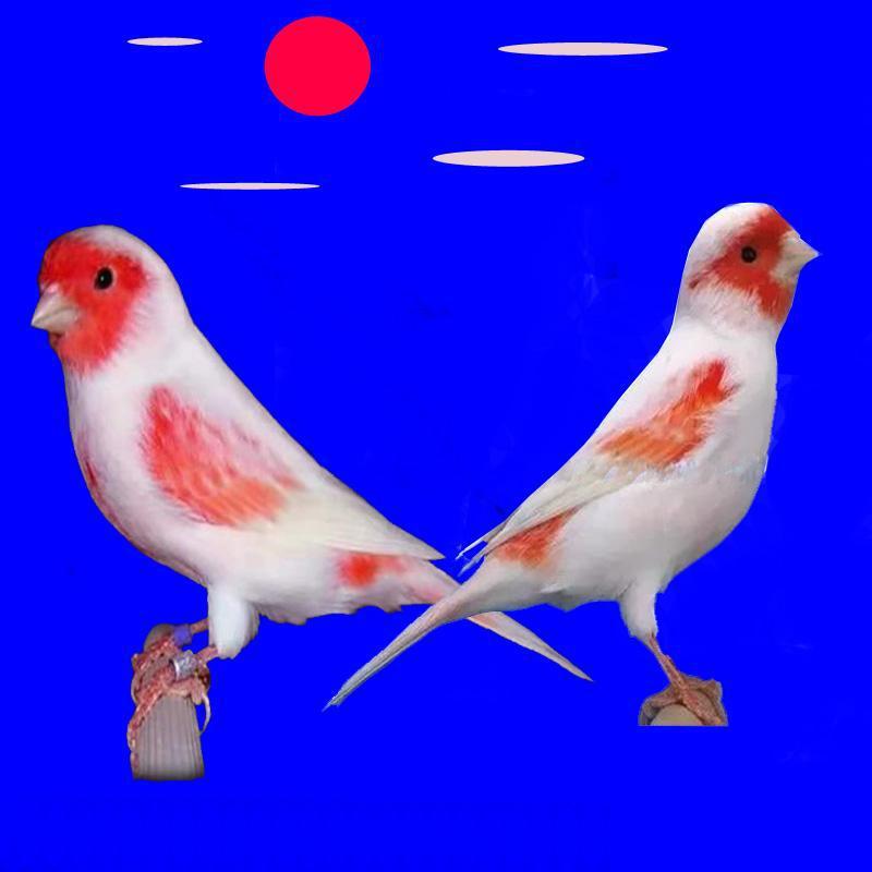 大红袍辣椒红玉鸟芙蓉鸟马赛克小丑小格白玉鸟金丝雀黄玉活体包邮