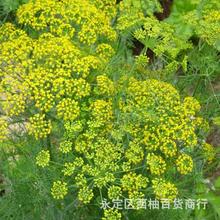 莳萝种子 百里香 大小茴香 香草种子 芳香植物 阳台盆栽室外绿植