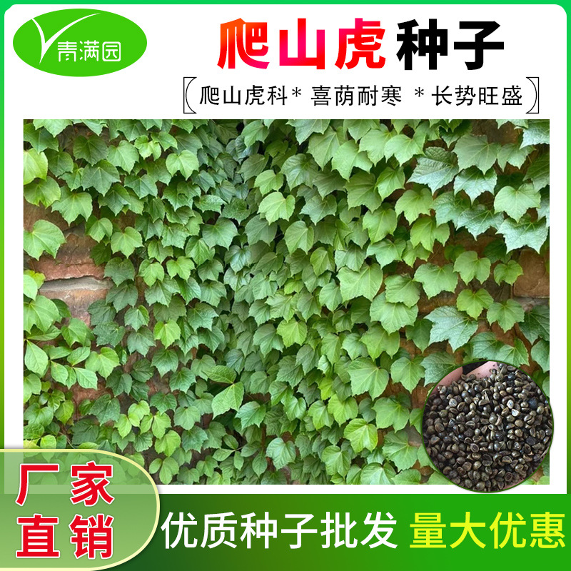 爬山虎种子四季常青爬藤四季植物耐寒种籽红叶攀爬户外爬墙虎草籽