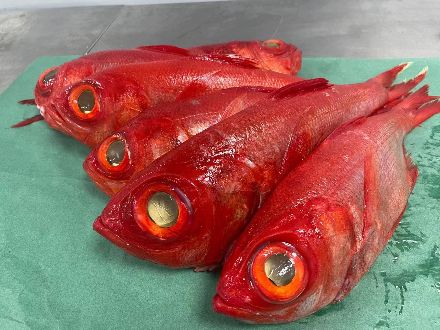 冰鲜金目鲷刺身鱼日本静冈刺身级进口地金目鲷日料寿司刺身鲷鱼片