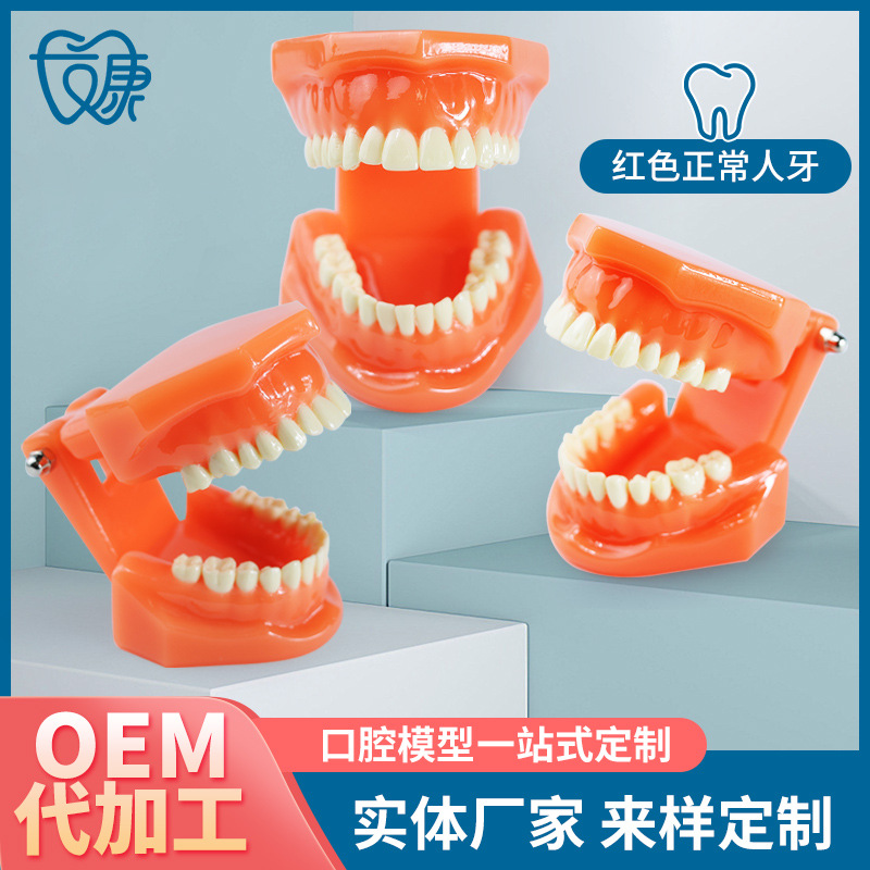 牙科口腔教学牙齿儿童模型牙模型齿科教具正畸种植牙医患沟通模型