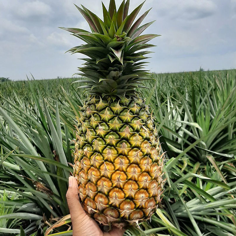 菠萝甜徐闻香水大菠萝应季新鲜脆甜水果一整箱批发5/10斤一件批发