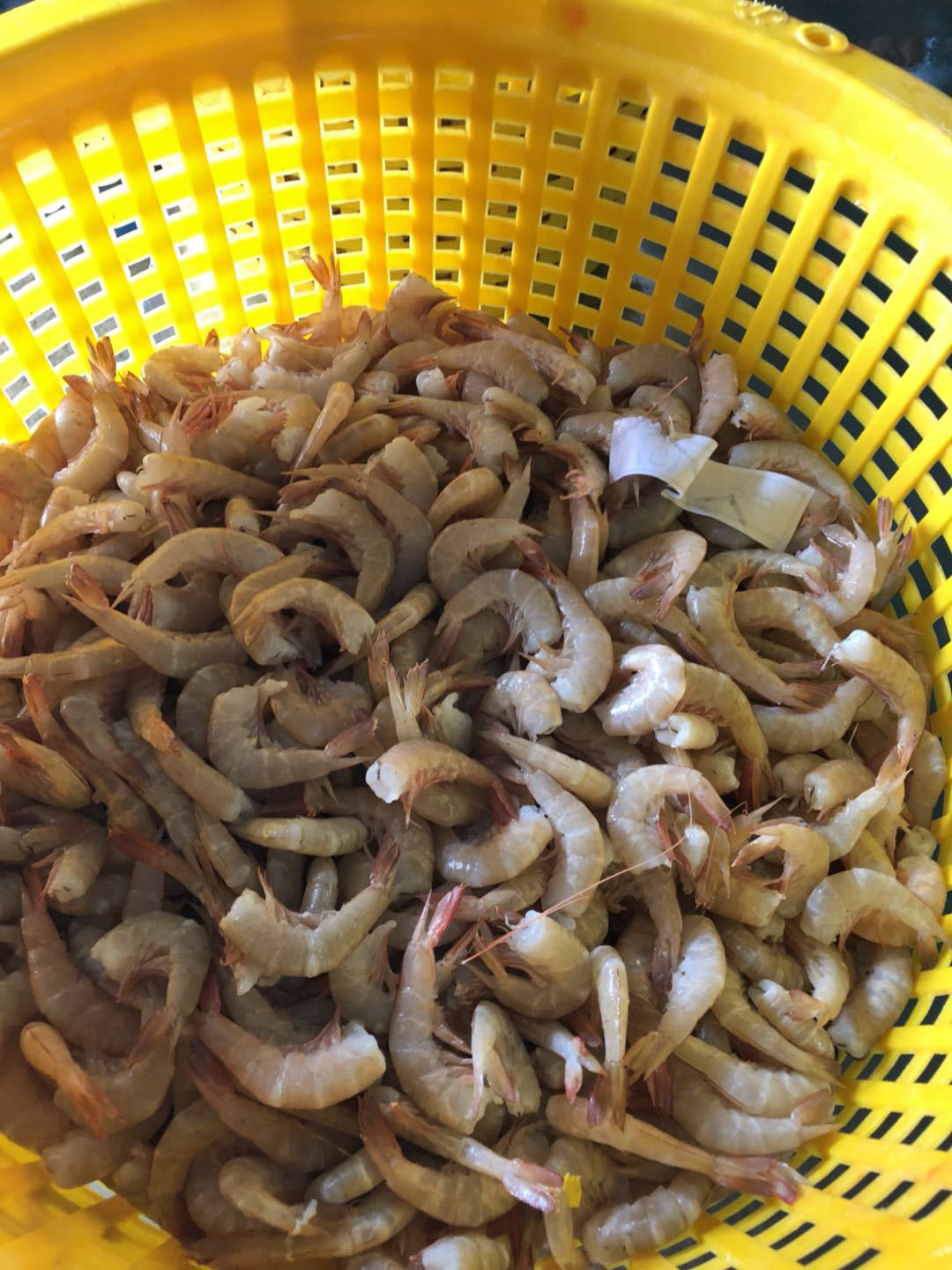 冷冻去头海虾海捕虾沙虾麻虾沙鲁虾沙卢虾虾尾虾滑虾枣虾丸原料