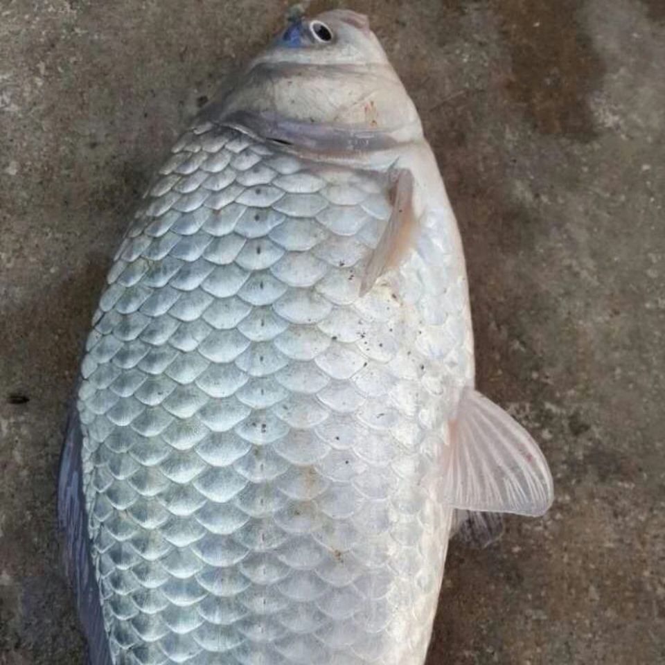 日本超级鲫鱼苗 大型鲫鱼 中科三号五号异育银鲫鱼苗湘潭鲫鱼苗