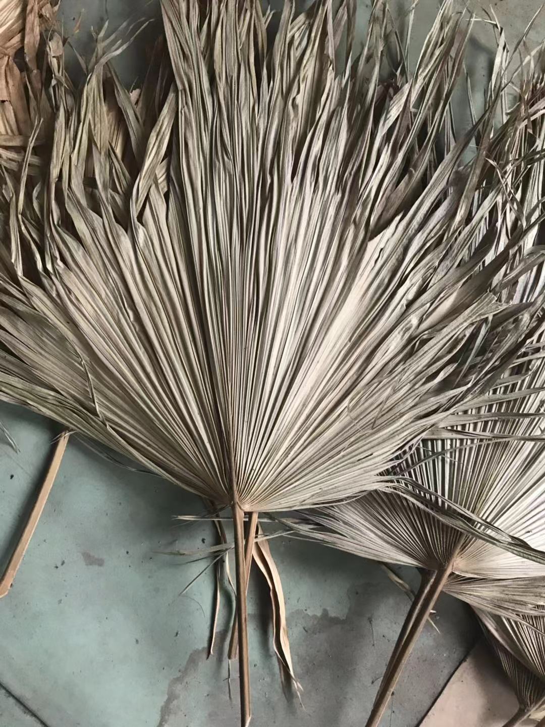 小干蒲葵叶 棕榈叶 蒲扇叶 棕葵 婚礼小叶子装饰葵扇叶