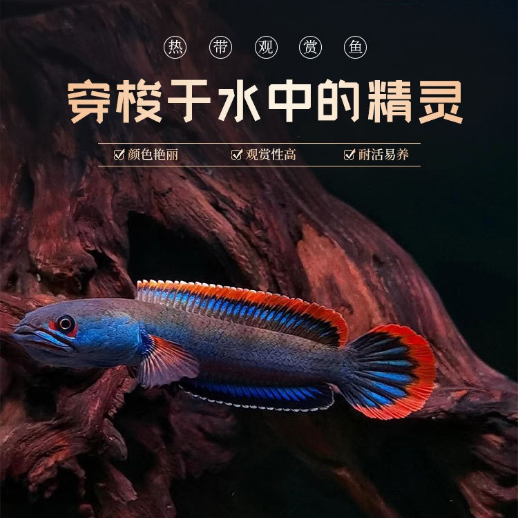 血斑雷龙1型 阿萨姆奶茶雷龙七彩梦幻冰火雷龙发色漂