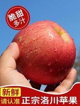 陕西洛川苹果水果新鲜延安当季红富士冰糖心脆甜产地果园直发