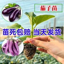 紫茄子苗黑长茄苗春季蔬菜种籽线茄孑圆茄辣椒杭茄幼秧苗种苗带土