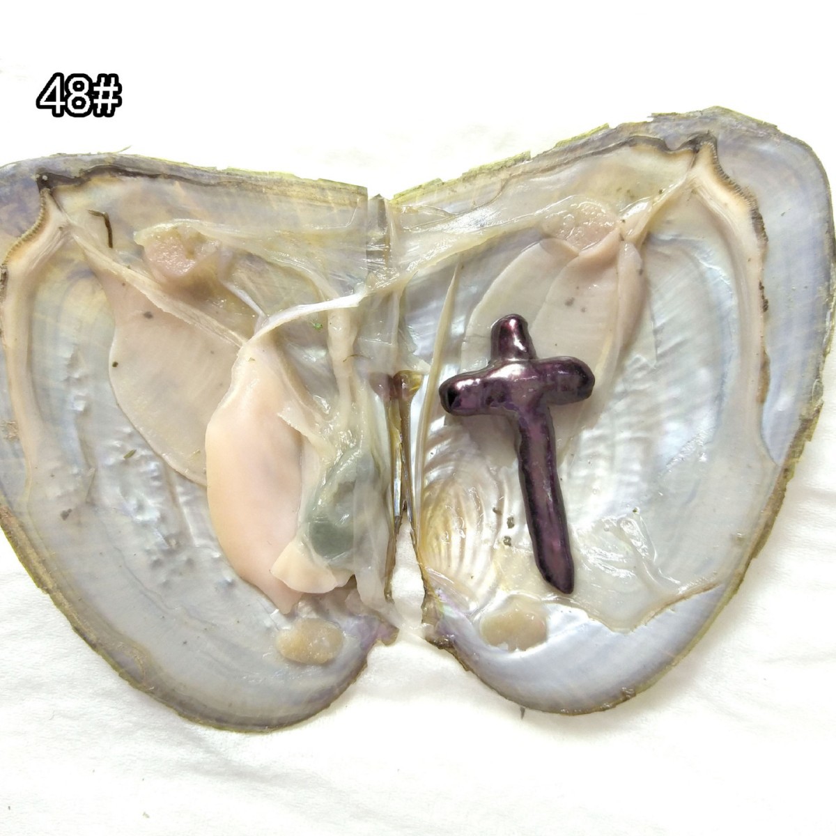 十字架淡水海水河蚌珍珠真空地摊速卖通小贝一件起批彩色珍珠贝