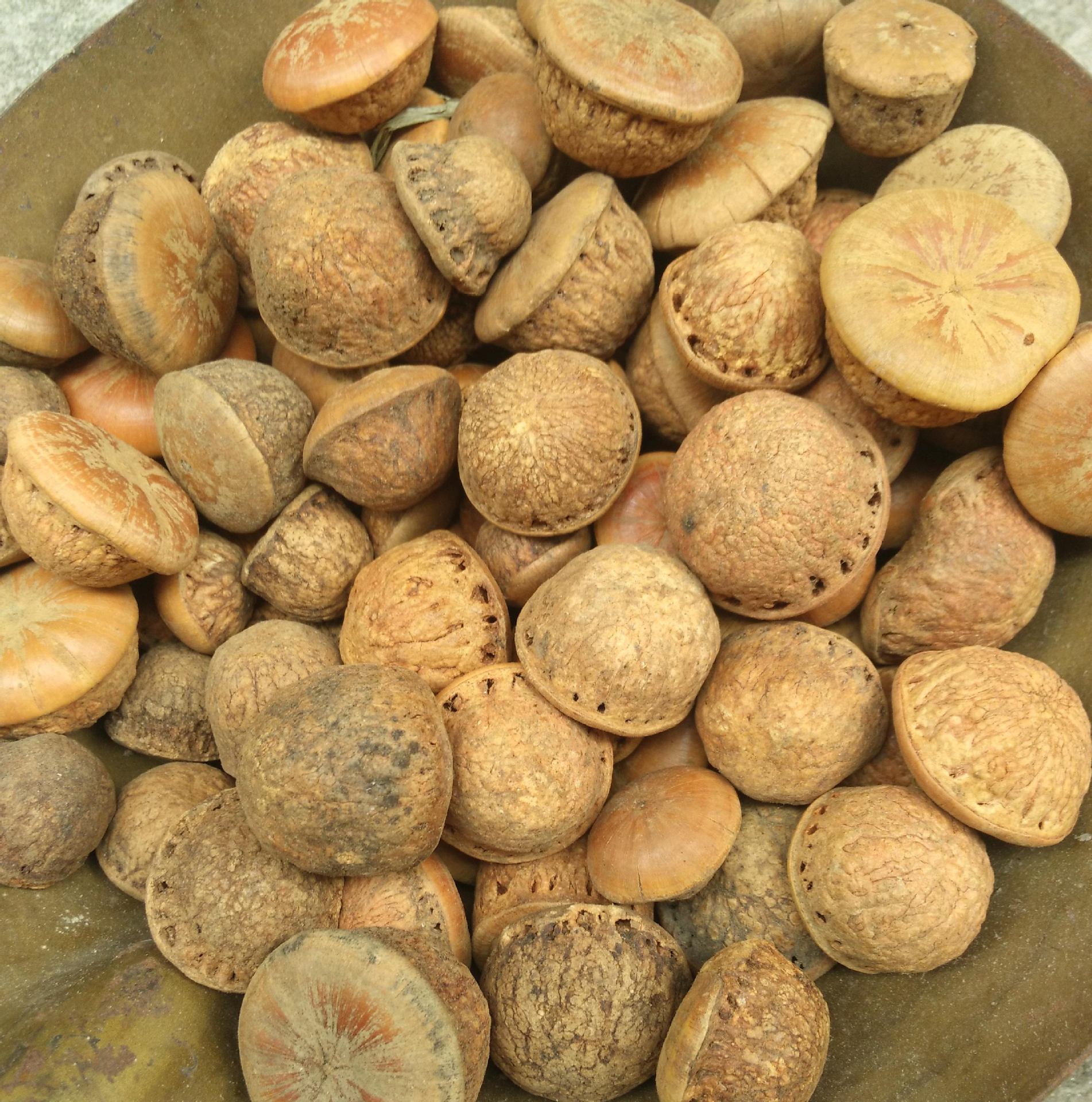 新货风流果龟头子益龟头肾果壮马古凸阳果男性泡酒料批发