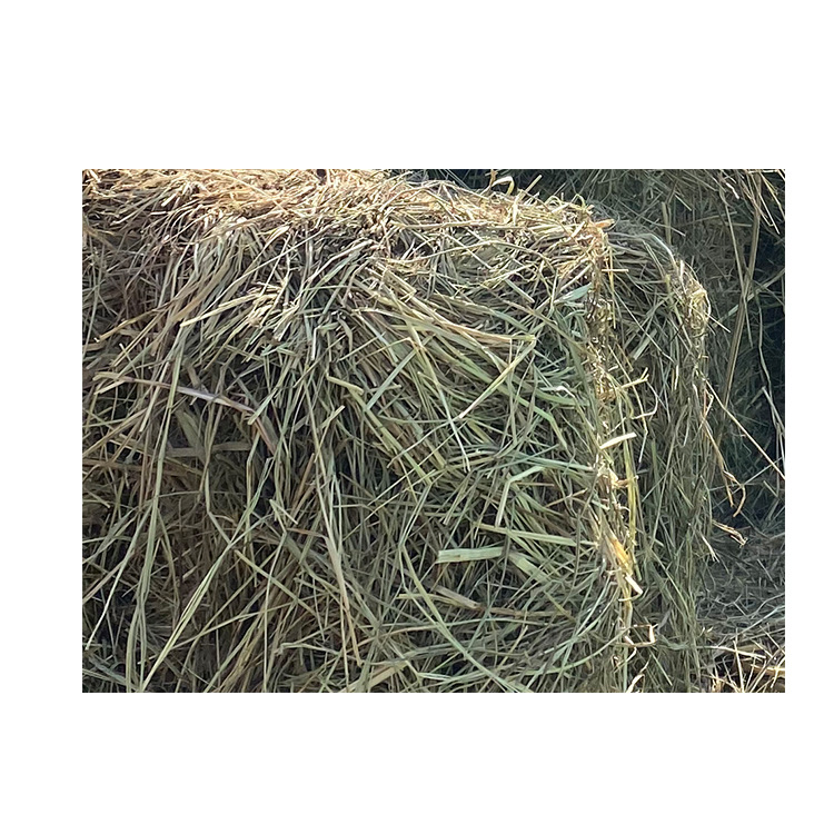 供应羊草 羊草饲料马场用草牛马羊牧草动物园饲料苜蓿青干草料