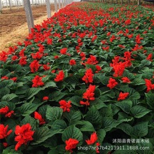 矮串红花种子一串红串串红室外庭院室内阳台盆栽花卉易活植物花籽