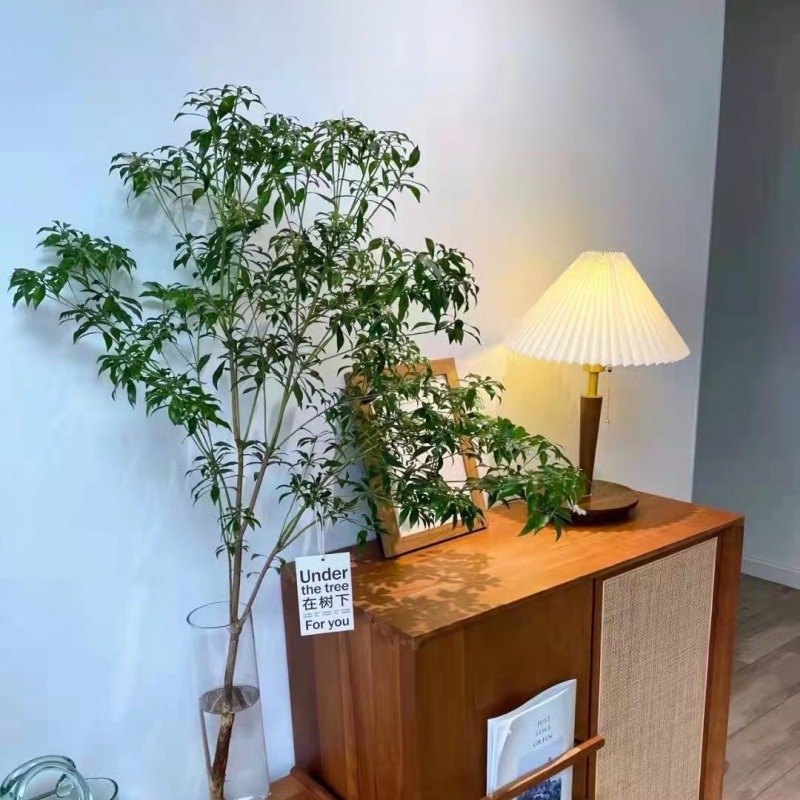 马醉木鲜切枝条水培植物ins网红室内客厅办公室落地水养绿植盆栽