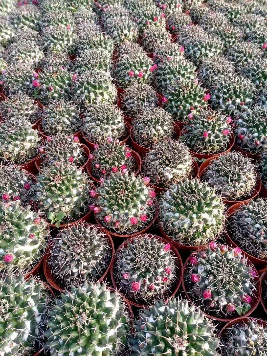 【基地直供】开花仙人球多肉植物花卉小盆栽 居家植物 毛象