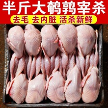 鹌鹑肉40只大号母新鲜速冻白条烧烤鸟现杀乳鸽一整箱跨境速卖通