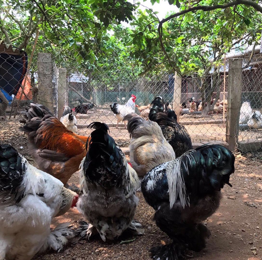 农家小院观赏鸡黑白花波兰鸡珍珠鸡元宝鸡 绣球鸡 长尾鸡出售