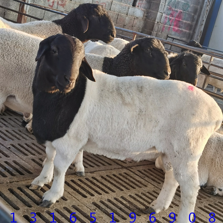 小尾寒羊养殖场断奶会吃草小羊羔价格 杜寒杂交羊杜泊 母羊种公羊