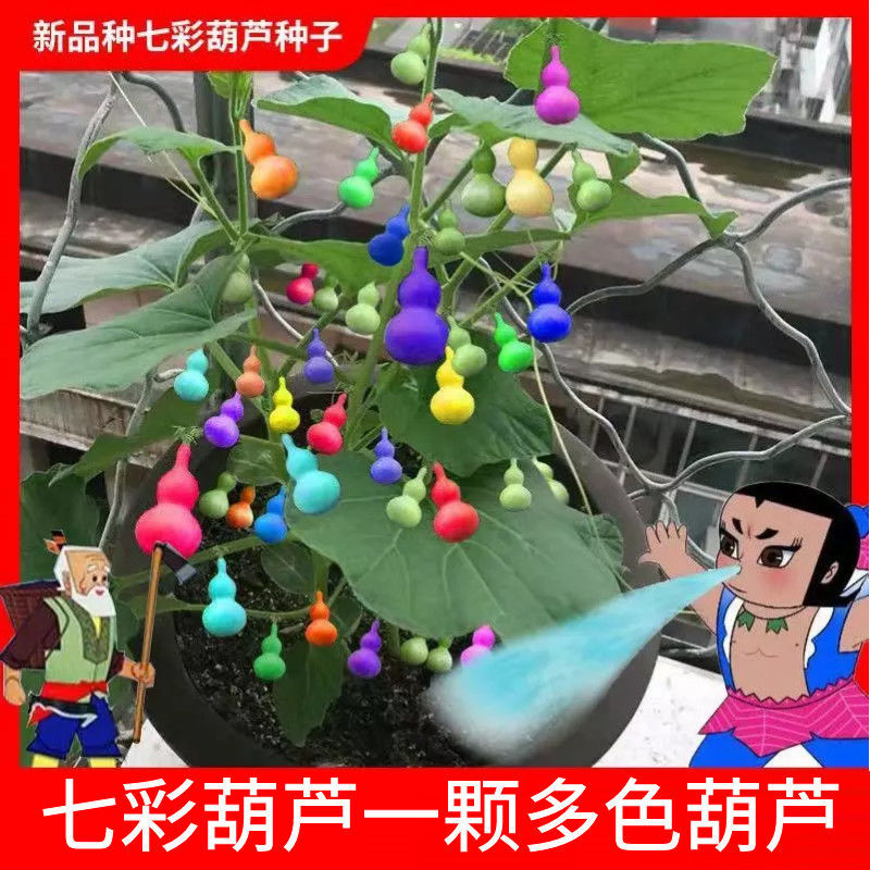 【一颗多色彩色葫芦】植物盆栽包发芽手捻葫芦宝葫芦特小葫芦种耔
