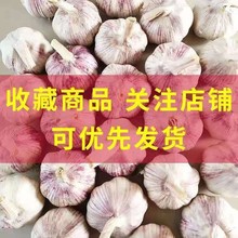 农家新干蒜5斤新干蒜大蒜头紫白皮大蒜河南杞县农家自种