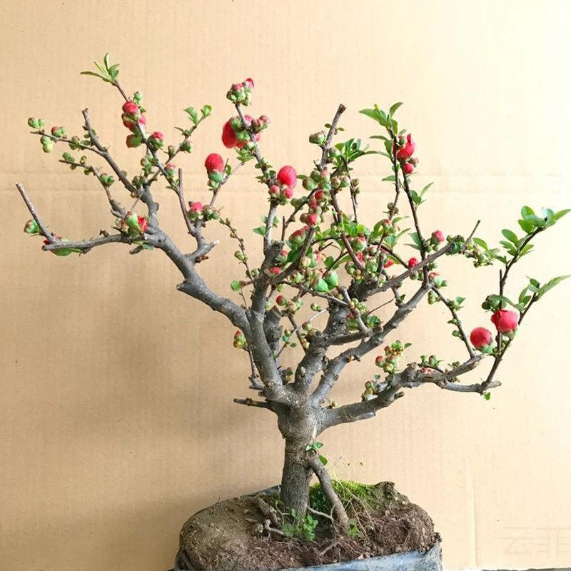 木瓜海棠花盆栽