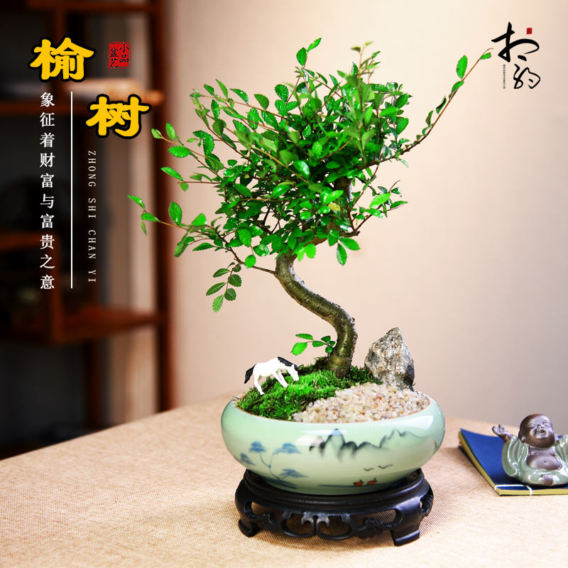 小叶榆树盆景老桩造型室内办公客厅书房茶室绿植盆栽中式植物送礼