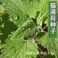 猫薄荷种子传家宝香草假荆芥室内盆栽芳疗舒缓阳台花园宠物专用籽