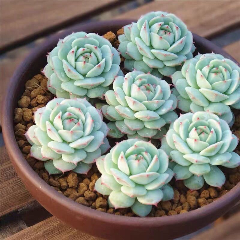 静夜多头群生老桩果冻色多肉植物静夜-阿里巴巴