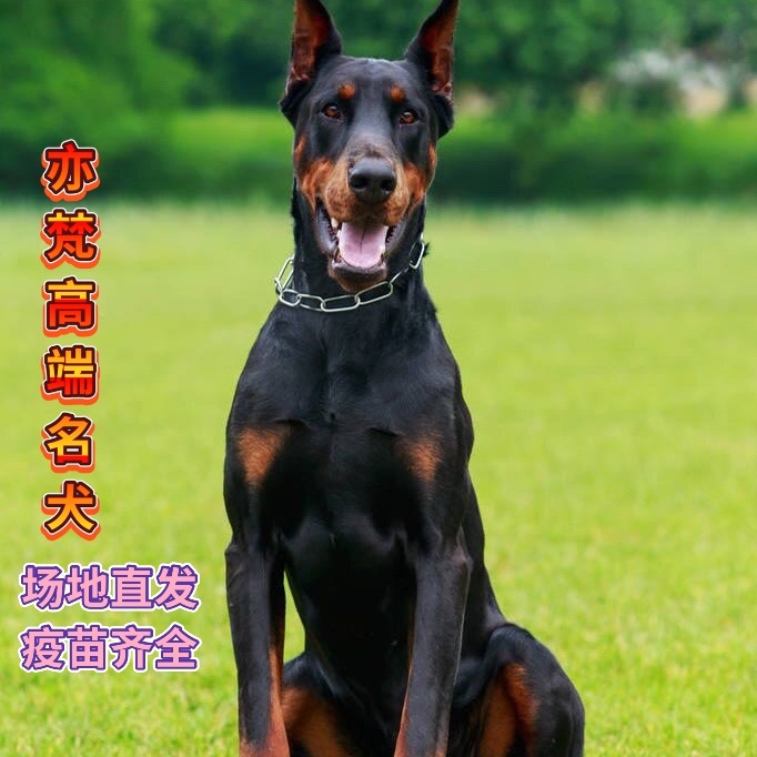纯种杜宾犬活体幼犬双血统杜宾犬护卫犬德系立耳杜宾犬赛级杜宾犬
