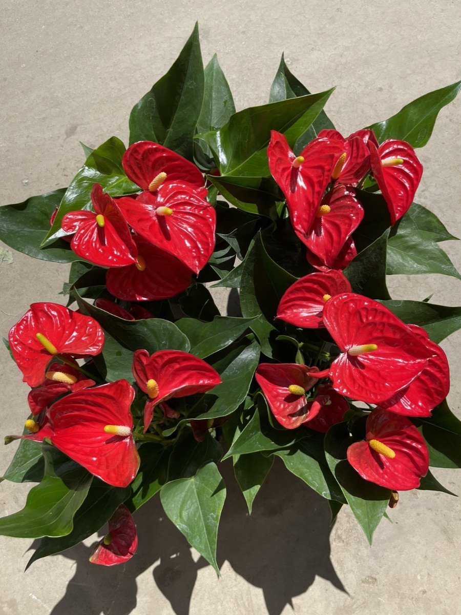 红掌一帆风顺水培土培绿植防辐射除甲醛客厅办公室四季开花卉盆栽