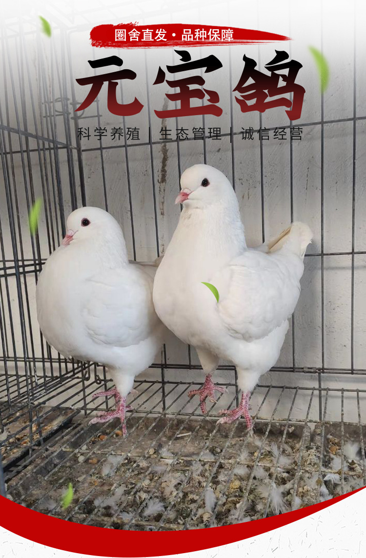 元宝鸽一对多少钱 落地王鸽子 卡奴鸽 元宝鸽子青年 观赏鸽批发