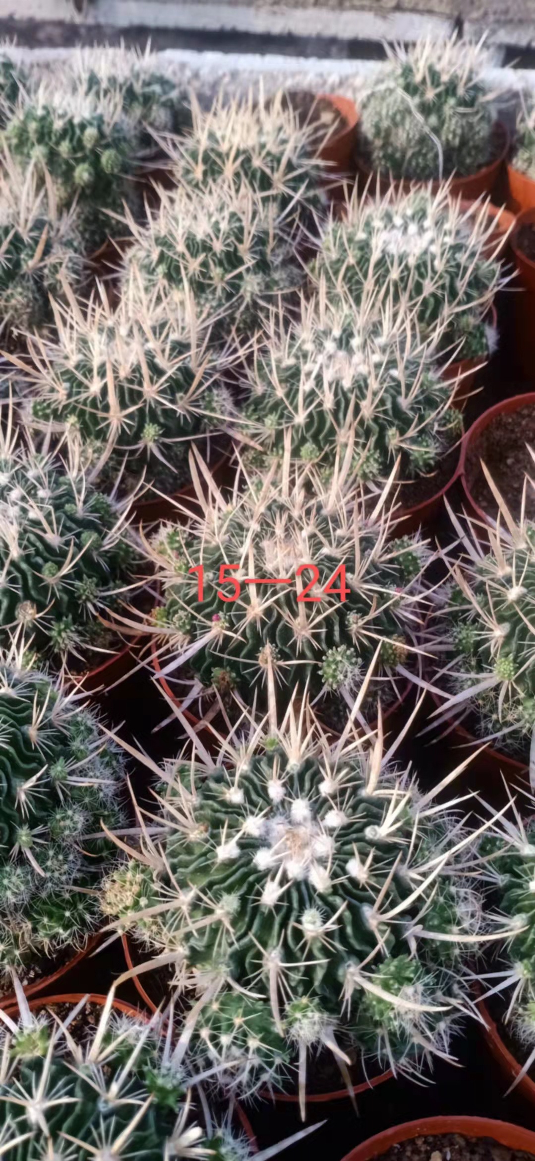 长刺多棱玉仙人球狂刺仙人球千波万波小盆栽开花植物