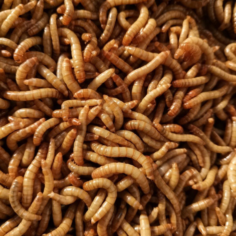 面包虫活体 黄粉虫活虫鲜活虫种虫金龙鱼鹦鹉鱼罗汉鱼乌龟鱼饲料