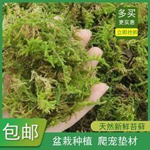 干苔藓青苔蝴蝶兰花石斛种植营养土水苔育苗嫁接乌龟冬眠垫材椰土